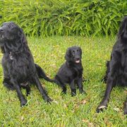 Flat-Coated Retriever Puppies from Midnight Oaks