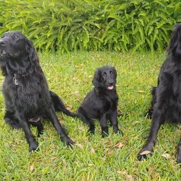 Flat-Coated Retriever Puppies from Midnight Oaks