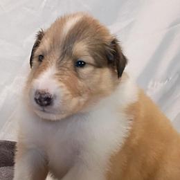 Captain Jack -Boy 2 red - Sable merle and white male Collie puppy in Salem, Indiana from Living Blessed Collies