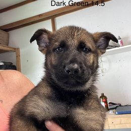 Dark Green collar - German Shepherd puppy in Bonne Terre, Missouri from Skaggs Shepherds
