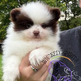 AKC JOKER 1800 - Chocolate parti male Pomeranian puppy in Watkins Glen, New York from Wicked Spirits Pomeranians