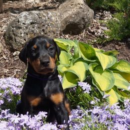 Doberman Pinscher Puppies from Laurel Vail