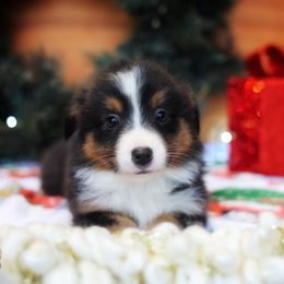 Rosalie - Black tri female Miniature American Shepherd puppy in Battle Ground, Washington from Casita Miniature American Shepherds