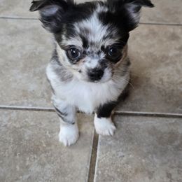 Splash - Merle male Chihuahua puppy in Xenia, Ohio from Moose Creek Chihuahua's