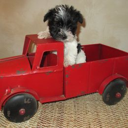 Miniature Schnauzer Puppies from Sugar Falls Schnauzers
