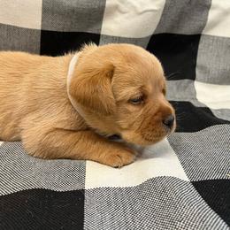 White Collar - Girl - Yellow female Labrador Retriever puppy in Beaverdam, Virginia from Gold Heart Labradors