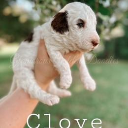 Goldendoodle Puppies from Glamorous Golden Doodles