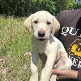 Labrador Retriever Puppies from Valley Creek Dog Boarding and Training