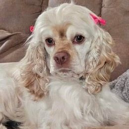 Tulip - Cocker Spaniel