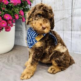 Bernedoodle and Goldendoodle Puppies from Dose of Doodles