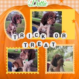 Boinga - Tri-Roan female English Springer Spaniel puppy in Westover, Maryland from Sterling's springer Haven
