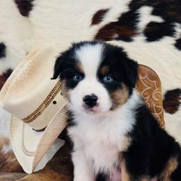 Finnick - Australian Shepherd