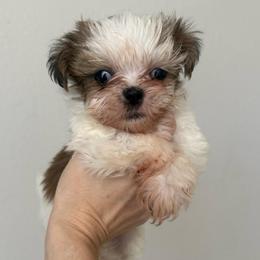 Ron - Red and white male Shih Tzu puppy in Stroud, Oklahoma from Laik’s Little Shihtz & Poms