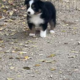 Faith - Black tri-color female Australian Shepherd puppy in Riverside, California from Majestic Wrangler’s Aussie’s