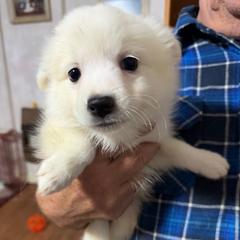 Teal collar - White female American Eskimo Dog puppy in Port Clinton, Pennsylvania from Angelfrost American Eskimo puppies