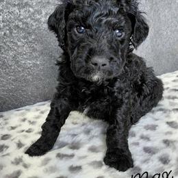 Max - Black male Goldendoodle puppy in Eau Claire, Wisconsin from Fisher River Doodle's