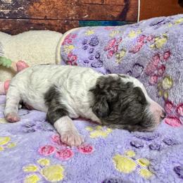 Merle parti - Blue merle female Bernedoodle puppy in Blue Springs, Missouri from Jeanie’s Doodles