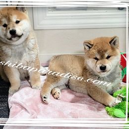 Shiba Inu Puppies from Shiba Paradise