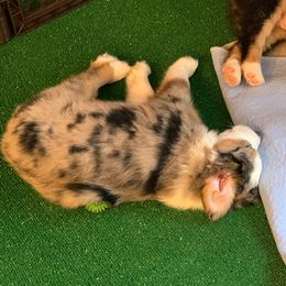 Miniature Australian Shepherd Puppies from Morgan Hill Aussies