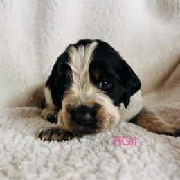 RG4 - Tri-Roan female English Springer Spaniel puppy in Britton, South Dakota from K&S Canines