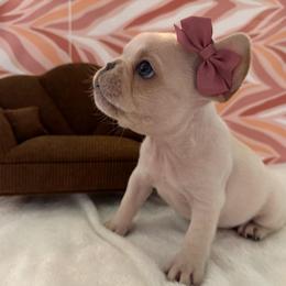 Pearl - Cream female French Bulldog puppy in Riverview, Florida from The Frenchie Lady Co.