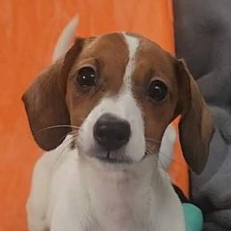 Orange - Piebald female Dachshund puppy in Ridge, New York from Tracy's Puppy Club