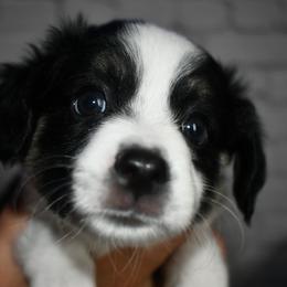 Miniature Australian Shepherd Puppies from B my Sunshines Mini Aussies