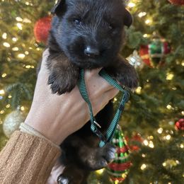Genevieve - Black and red female German Shepherd puppy in Canton, Texas from WILDWOOD GERMAN SHEPHERDS