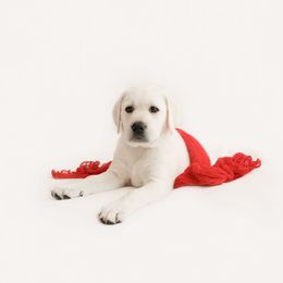 Boy 1 - Yellow Labrador Retriever puppy in Braselton, Georgia from Cedar Creek Labradors