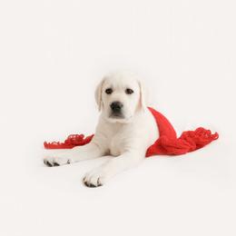 Boy 1 - Yellow Labrador Retriever puppy in Braselton, Georgia from Cedar Creek Labradors