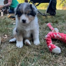 Australian Shepherd and Golden Retriever Puppies from Barking Creek Ranch