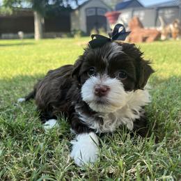 Chocolate Irish Pied Female White Mkgs - Chocolate female Havanese puppy in Monahans, Texas from Homeward Havanese, LLC