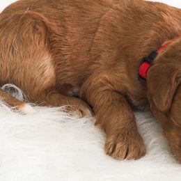 Bernedoodles and Goldendoodles from Vineyard Doodles