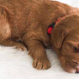 Bernedoodles and Goldendoodles from Vineyard Doodles