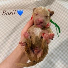 Basil - Apricot male Goldendoodle puppy in La Porte, Texas from B+C Doodles