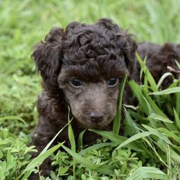 Miniature Australian Shepherd, Poodle, and Toy Australian Shepherd Puppies from Donna’s Aussies & Pink Heart Poodles