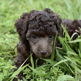 Miniature Australian Shepherd, Poodle, and Toy Australian Shepherd Puppies from Donna’s Aussies & Pink Heart Poodles