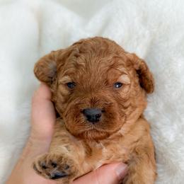 Snickers - Red male Cockapoo puppy in Pledger, Texas from Sugarbear Cockapoos