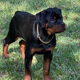 Rottweilers from Rottbies
