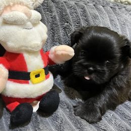 Shih Tzu Puppies from Hilltop Shih Tzus