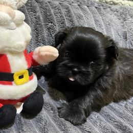 Shih Tzu Puppies from Hilltop Shih Tzus