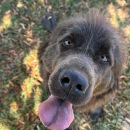 Newfoundland puppies from Double T Newfoundlands & Cocker Spaniels
