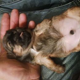 Shih Tzu Puppies from Peterson Shih Tzus