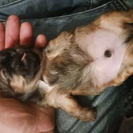 Shih Tzu Puppies from Peterson Shih Tzus