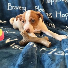 Rat Terrier Puppies from The Puppy Patch Rat Terriers