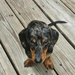 Dachshund puppies from Bella's Weenie Haven