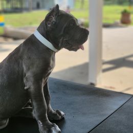 Cane Corso Puppies from Jolaw Kennel