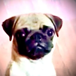 Star - Fawn female Pug puppy in Arabi, Georgia from Von Webb Pups