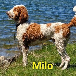 Goldendoodle All Grown Up from Peace Love Doodles