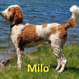 Goldendoodle All Grown Up from Peace Love Doodles